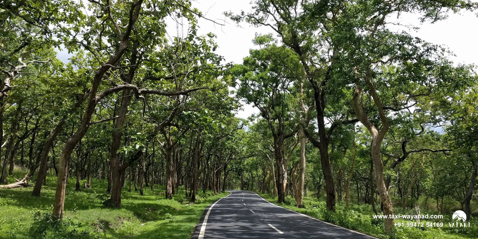 Taxi route through the Bandipur forest on the way from Bangalore to Wayanad