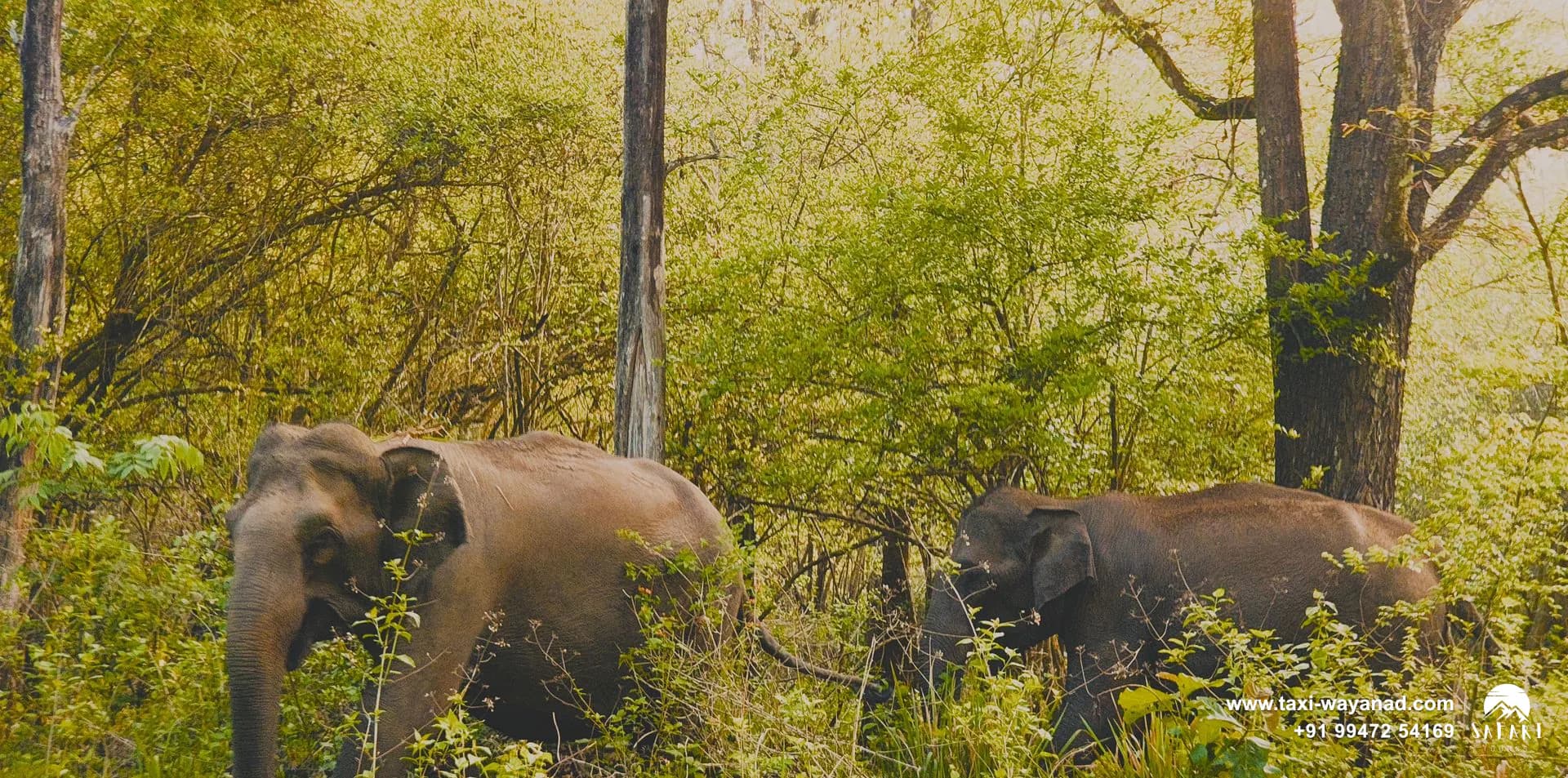 Two wild elephants feeding among trees in the forest of Tholpetty Wildlife Sanctuary, Wayanad