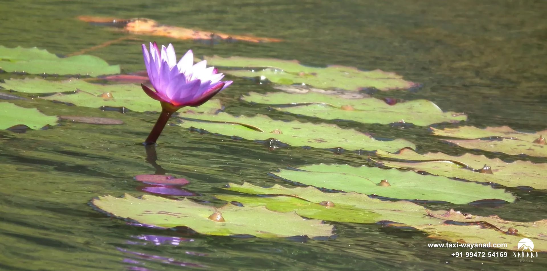 A purple water lily blooming among lily pads on Pookode Lake, Wayanad