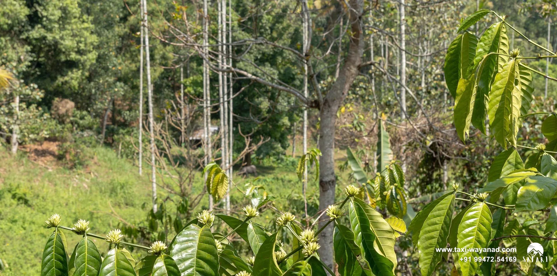 Coffee shrubs growing under tall shade trees on a plantation near Kalpetta, Wayanad