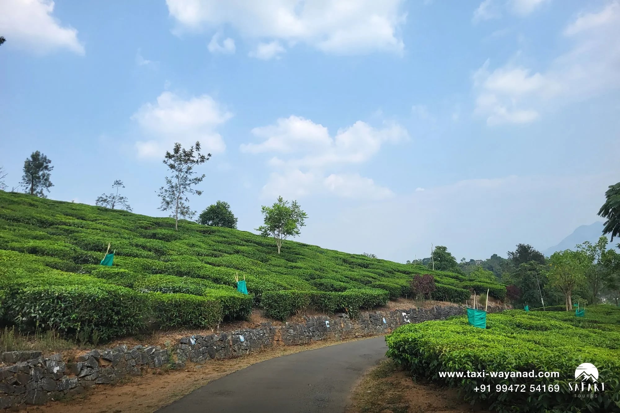 Achoor tea estate under clear skies: best time to visit Wayanad is October to March