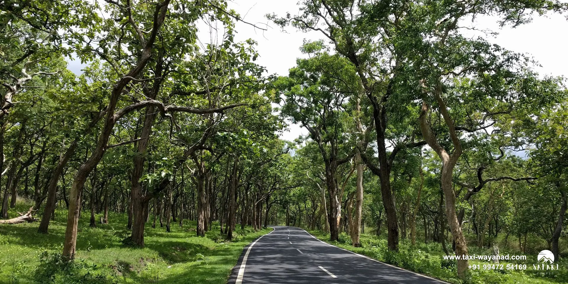 Taxi route through the Bandipur forest on the way from Bangalore to Wayanad