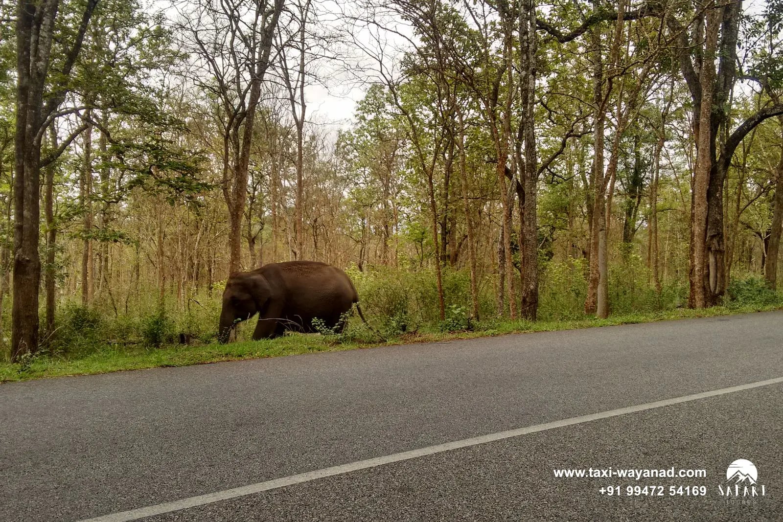 Wild elephant grazing beside the highway through the Bandipur forest