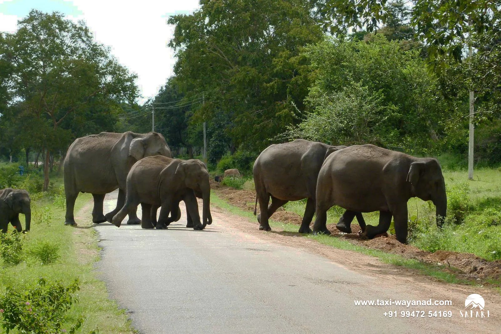 Elephant herd crossing a forest road in Bandipur on the route from Mysore to Wayanad