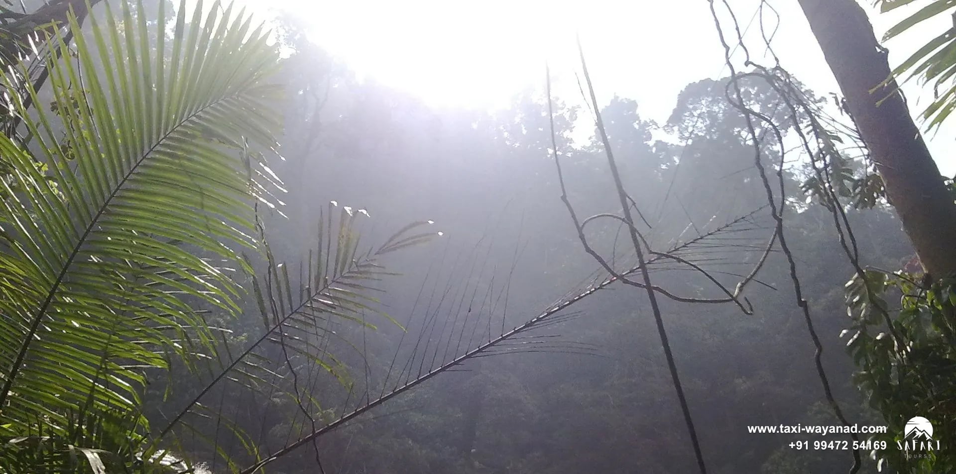 Sunlit mist over the forest gorge at Meenmutty Waterfalls, Wayanad