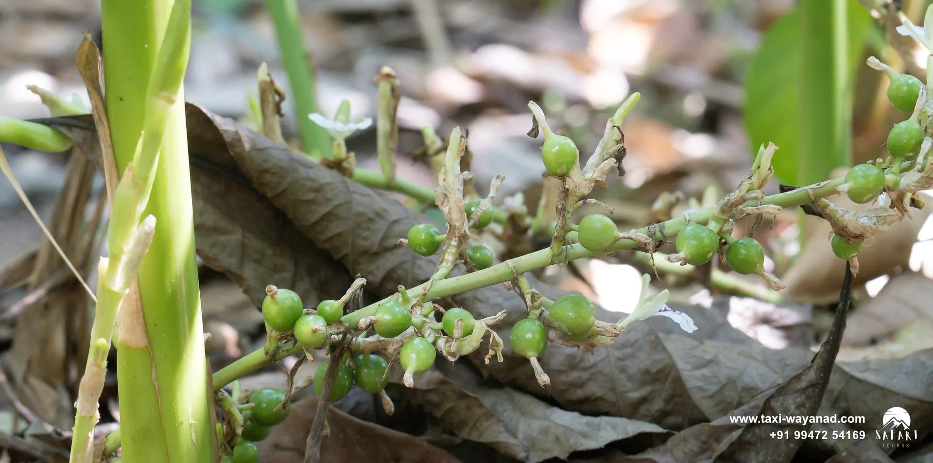 Green cardamom pods growing at the base of a cardamom plant on a Kerala spice plantation, like those around Wayanad