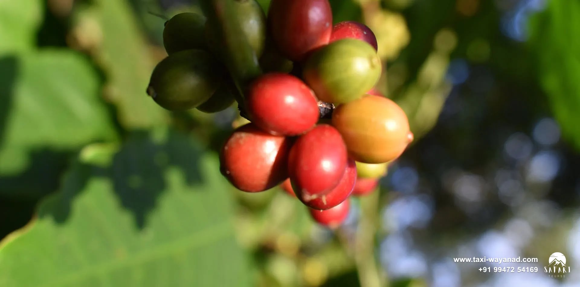 Ripe red and yellow coffee cherries on a branch in Wayanad