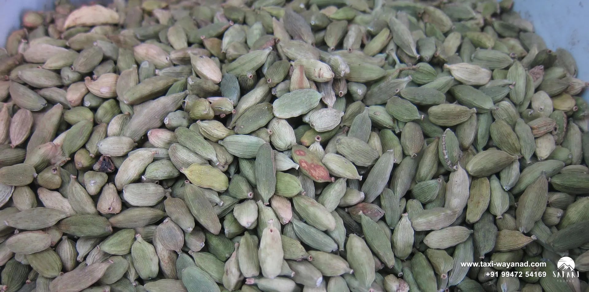 Heap of dried green cardamom pods from Kerala, a signature spice of Wayanad