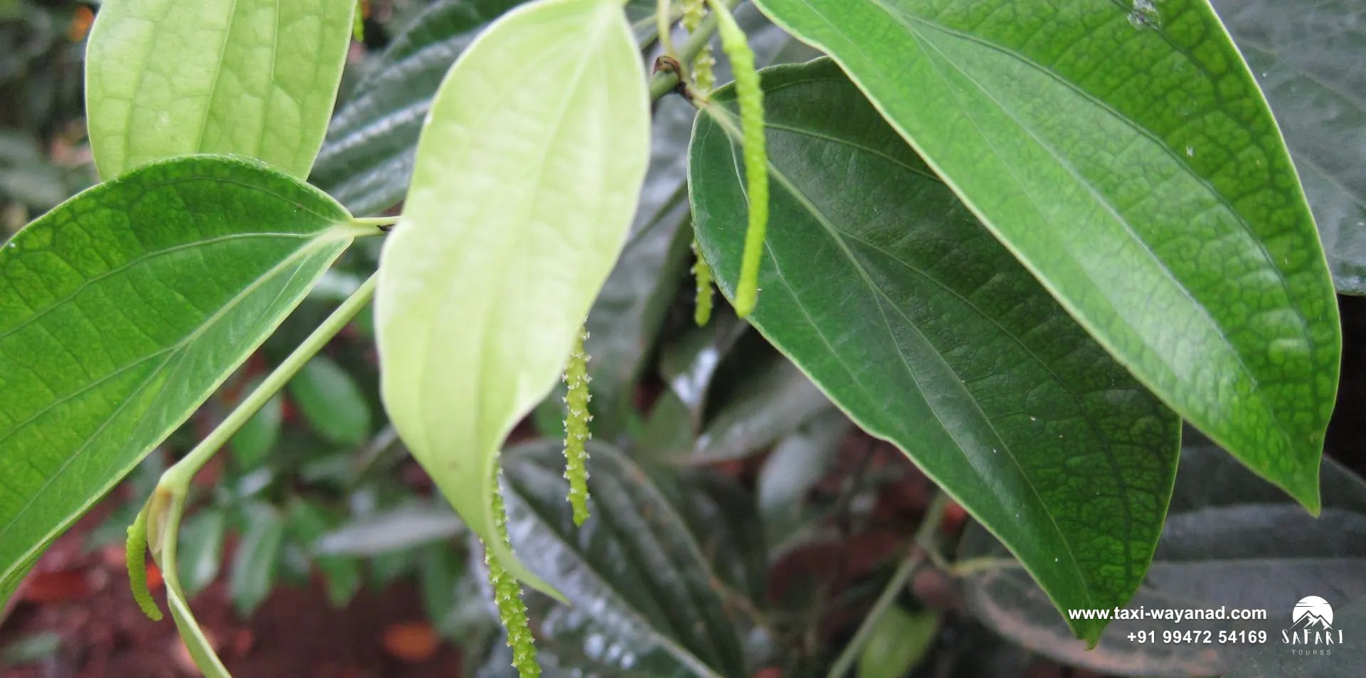 Black pepper vine with hanging green spikes, the spice grown across Kerala plantations like those of Wayanad