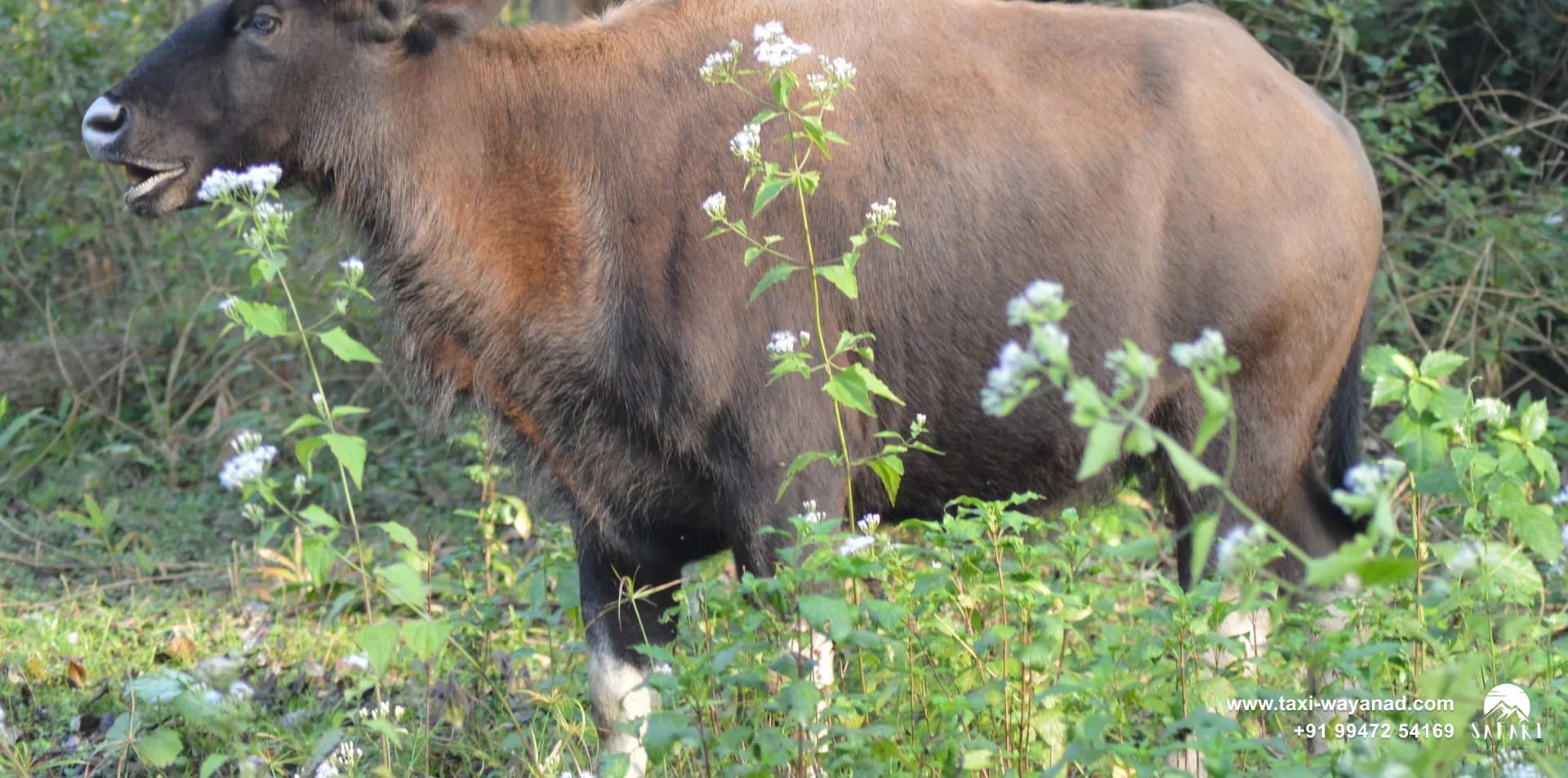 Indian gaur browsing beside the forest at Tholpetty Wildlife Sanctuary, Wayanad