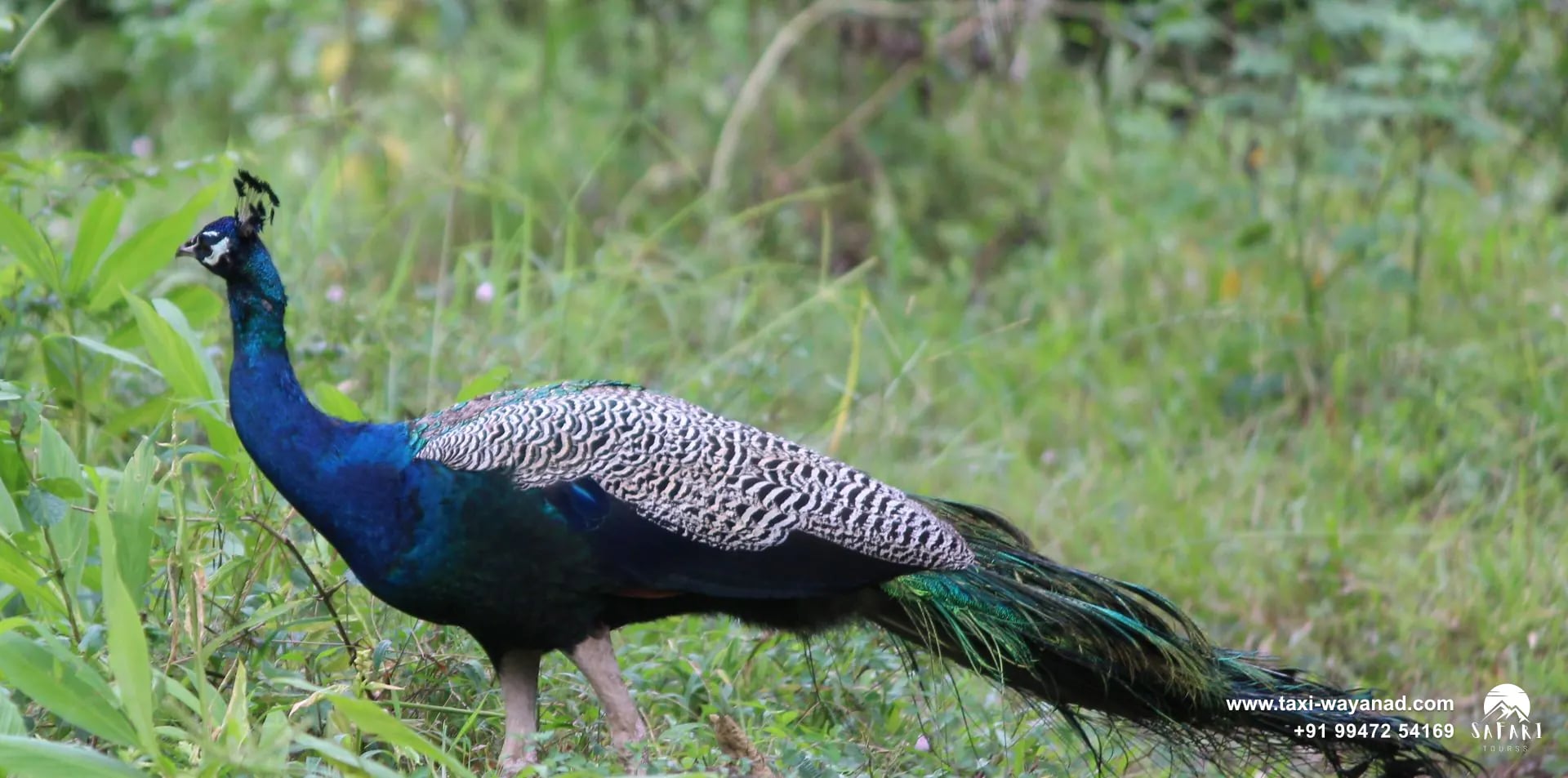 Indian peacock walking through green undergrowth at Tholpetty Wildlife Sanctuary, Wayanad