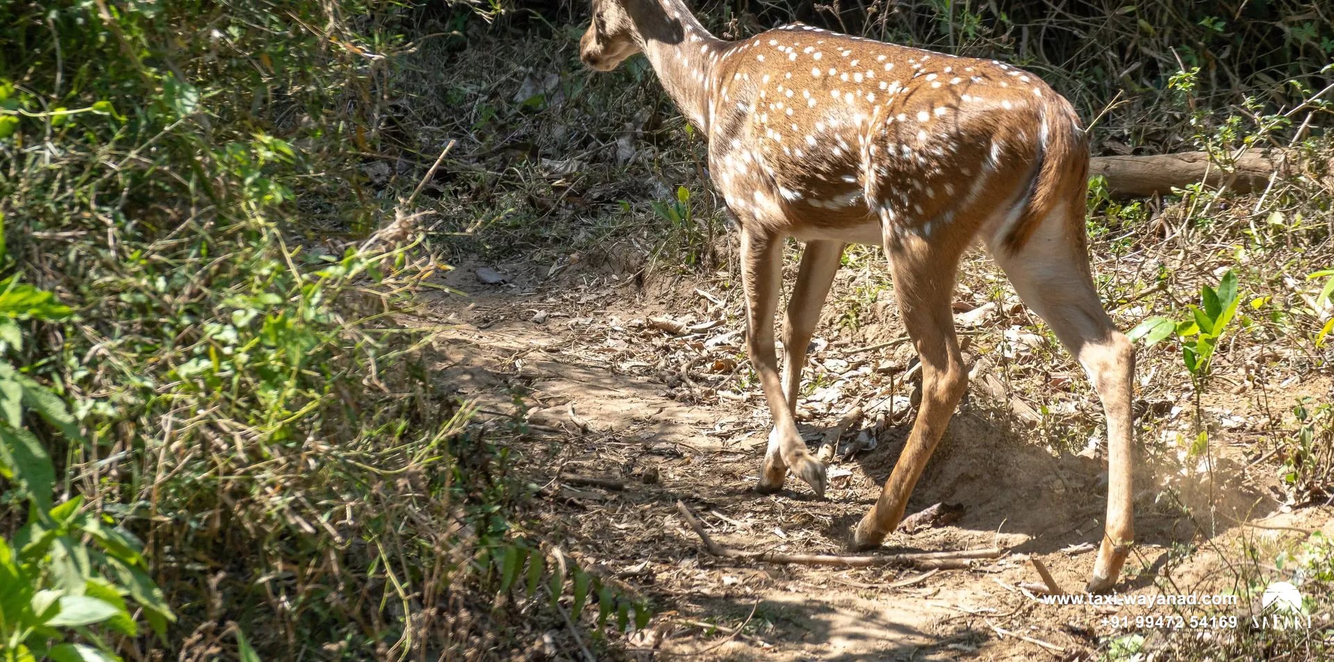 Spotted deer walking along a forest trail in the Wayanad Wildlife Sanctuary, Wayanad