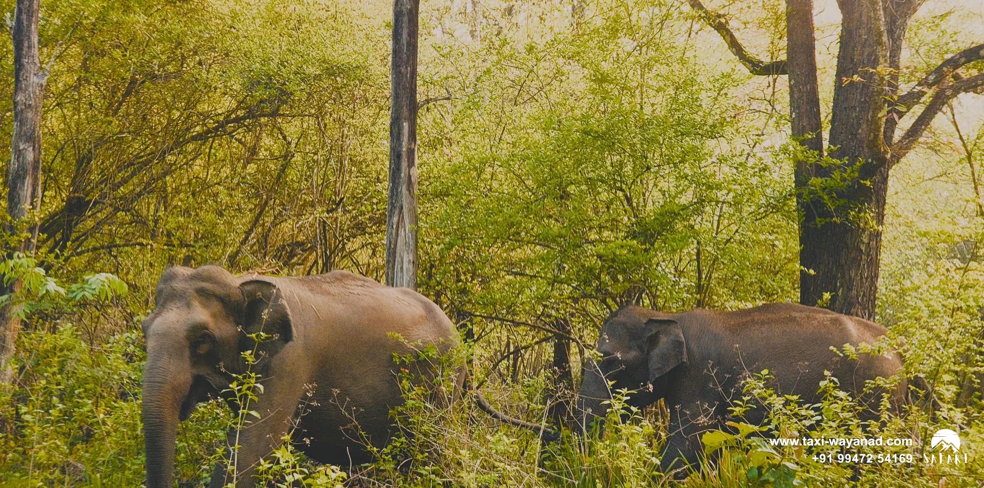 Two wild elephants feeding among trees in the forest of Tholpetty Wildlife Sanctuary, Wayanad